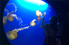 海クラゲ水族館 Sea Jelly Spectacular